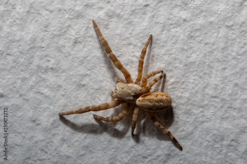 Furry Spider on Wall