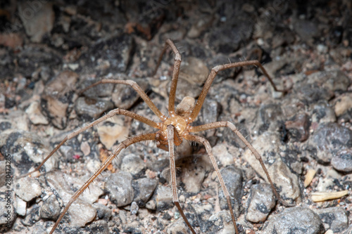 Desert Spider Portrait 