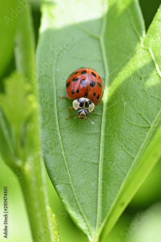 Ladybug on green leaf outdoors.