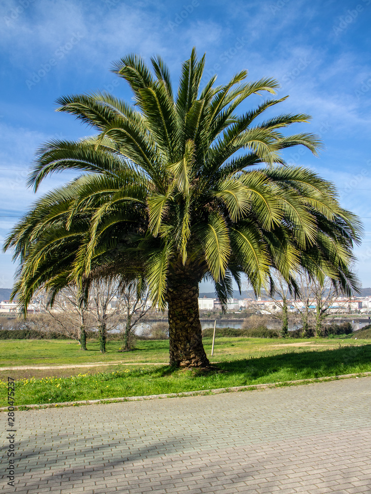 einzelne riesige Palme in Ferrol einzelne riesige Palme in Ferrol