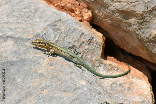Südwestanatolische Eidechse (Anatololacerta pelasgiana) Männchen - anatolian rock lizard photo