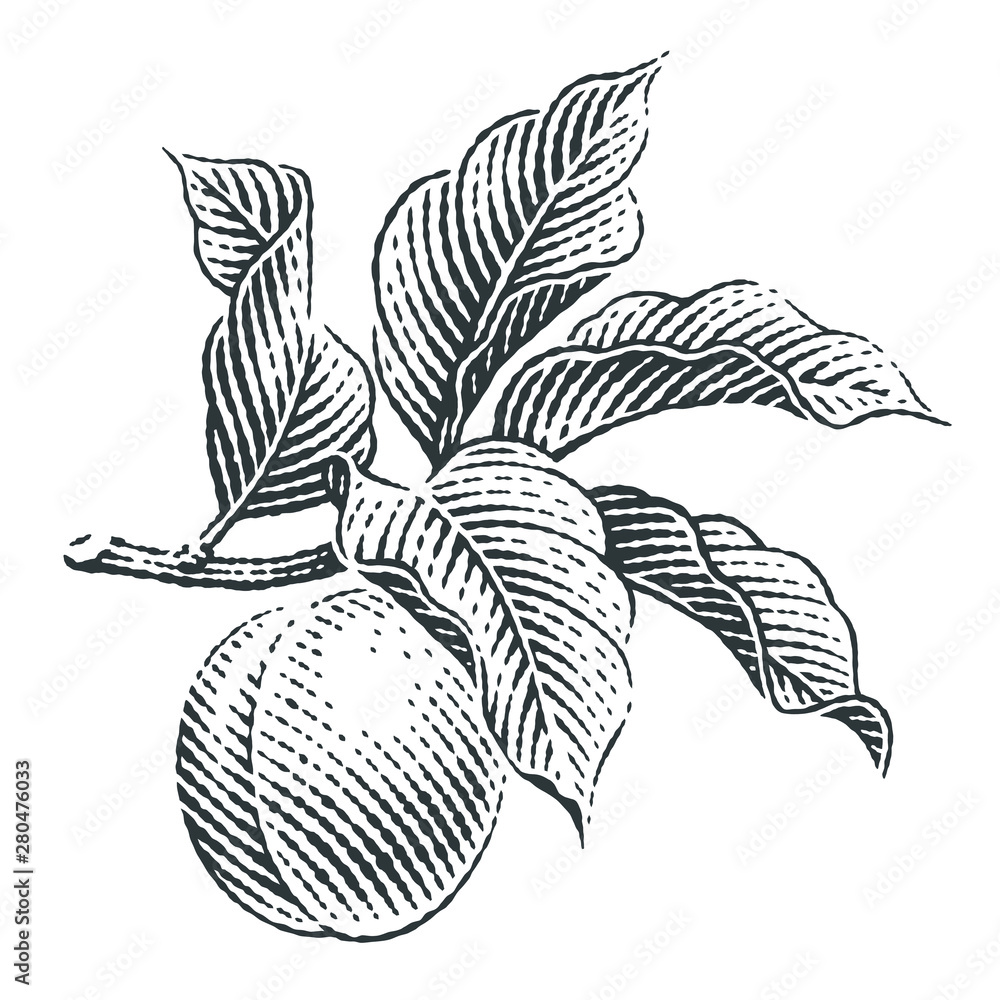 Branch of apricot. Hand drawn engraving style illustrations.