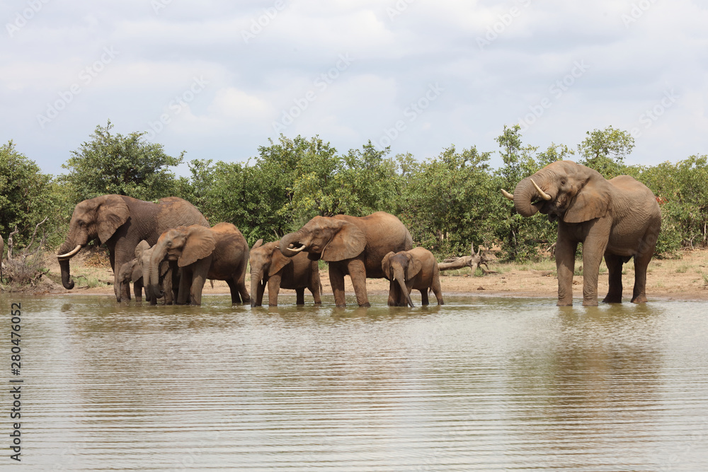 Obraz premium Afrikanischer Elefant / African elephant / Loxodonta africana