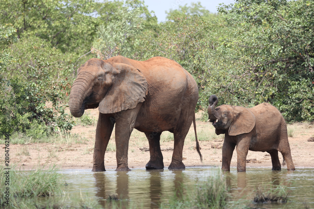 Fototapeta premium Afrikanischer Elefant / African elephant / Loxodonta africana