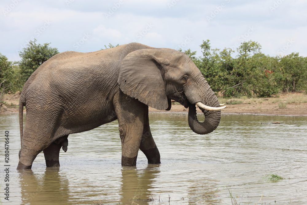 Fototapeta premium Afrikanischer Elefant / African elephant / Loxodonta africana