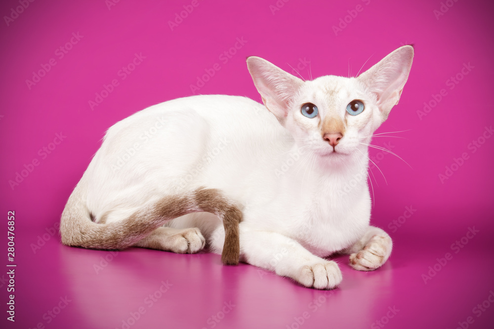 custom made wallpaper toronto digitalSiamese cat on colored backgrounds