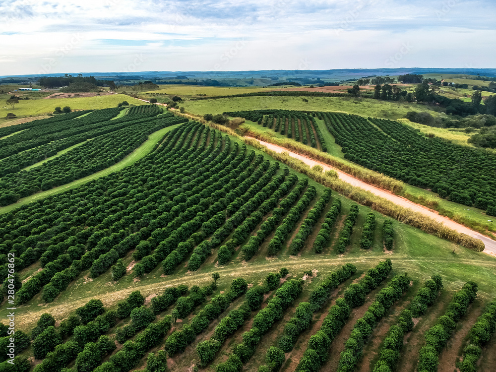 aerial viewof green coffee field in Brazil aerial viewof green coffee field in Brazil