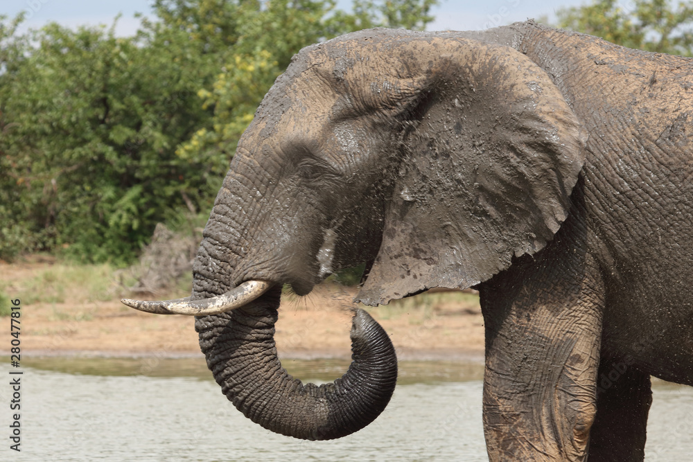 Obraz premium Afrikanischer Elefant / African elephant / Loxodonta africana
