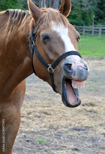 Yawning Horse © Carol Hamilton