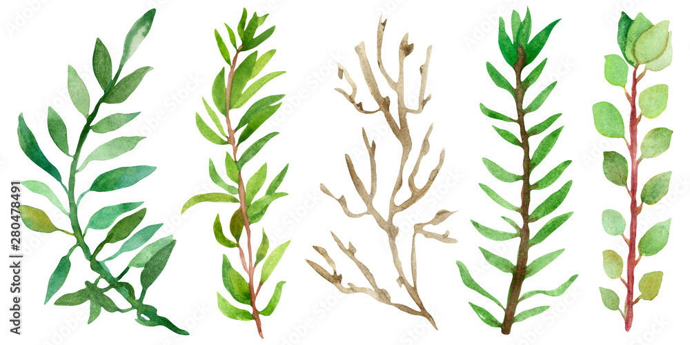 Watercolor, hand-painted, set of branches, with green leaves. Autumn illustration for beautiful holiday invitation design, greeting cards, with space for text. Watercolor, hand-painted, set of branches, with green leaves. Autumn illustration for beautiful holiday invitation design, greeting cards, with space for text.