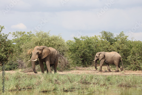 Afrikanischer Elefant / African elephant / Loxodonta africana