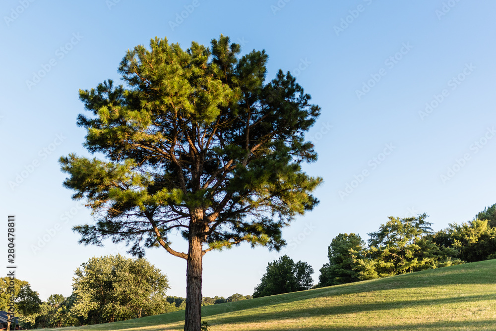 Fototapeta premium Pine Tree against a Blue Sky