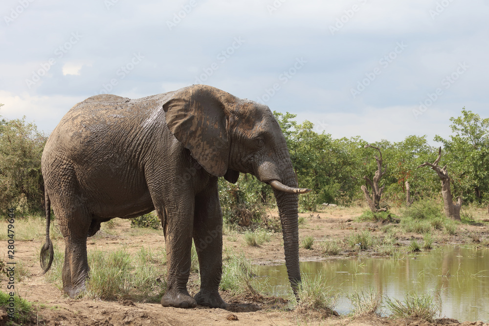 Obraz premium Afrikanischer Elefant / African elephant / Loxodonta africana