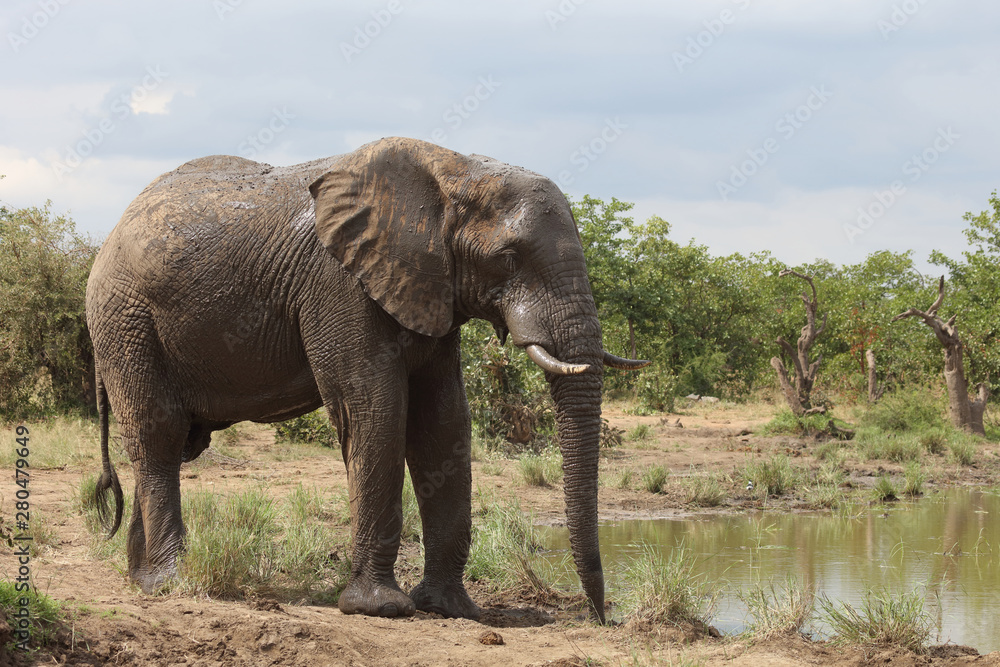 Obraz premium Afrikanischer Elefant / African elephant / Loxodonta africana