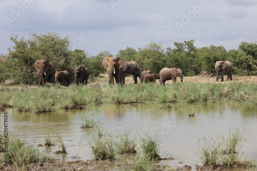 Afrikanischer Elefant   African elephant   Loxodonta africana