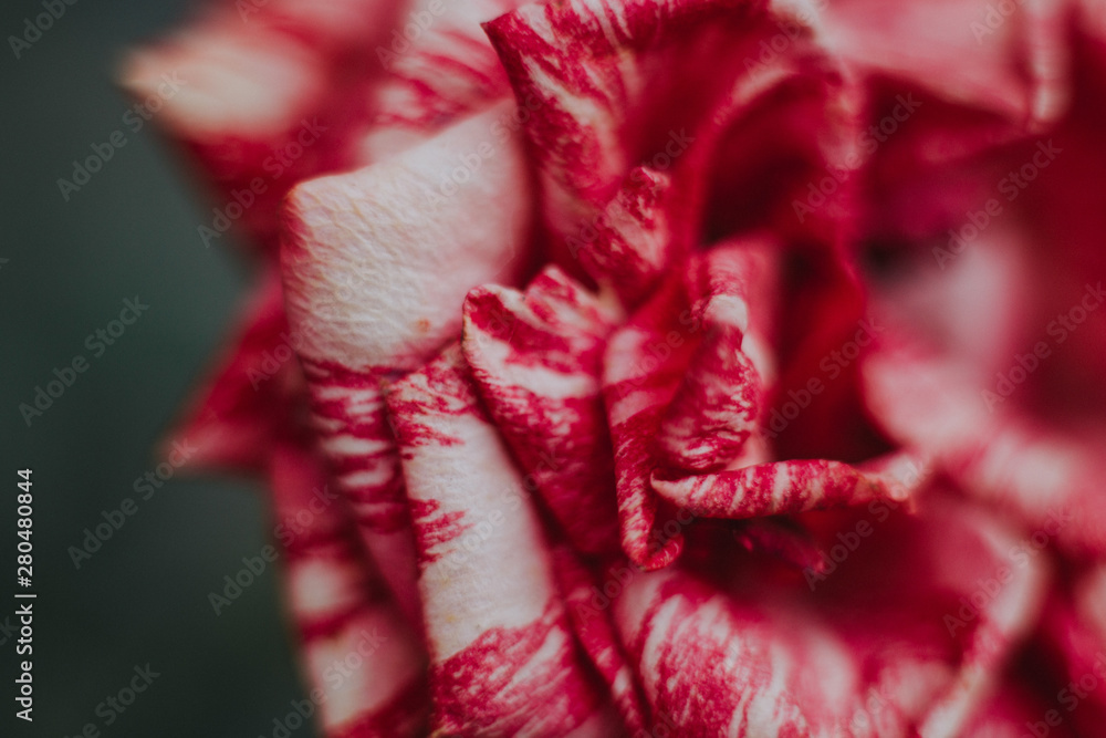 Red striped rose macro Red striped rose macro