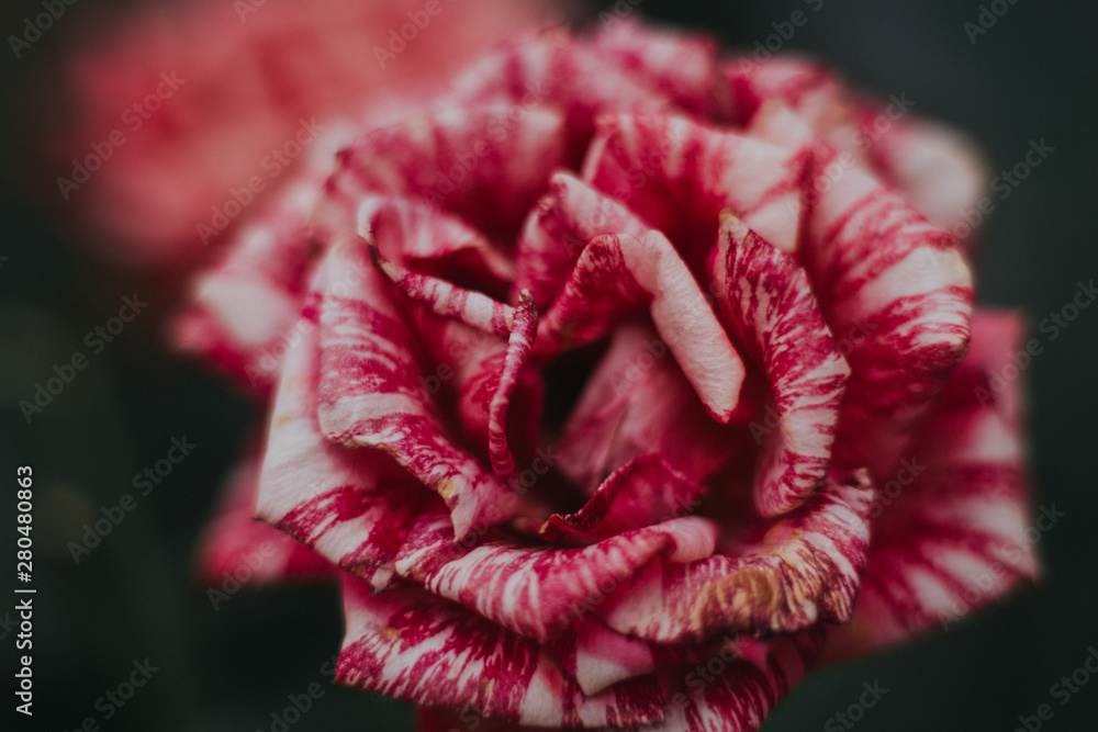 Red striped rose macro