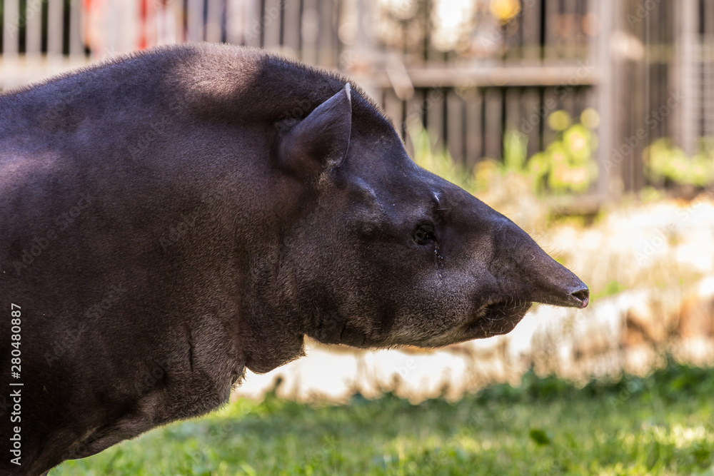 Portrait of the South American tapir (Brazilian tapir, Amazonian tapir) close up. Cute and funny animals of the world. American animals, side view. Portrait of the South American tapir (Brazilian tapir, Amazonian tapir) close up. Cute and funny animals of the world. American animals, side view.