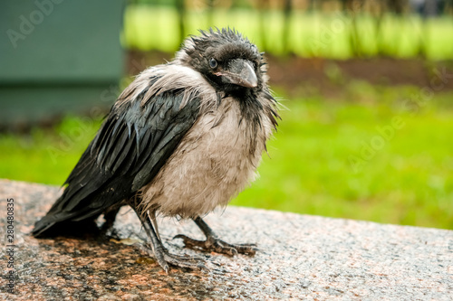 Fotografie black disheveled and wet raven after a rain close up