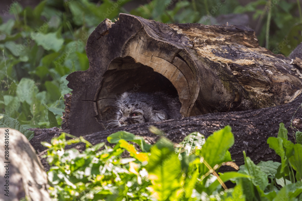 The Pallas's cat (manul) hiding in the tree hollow on the grass. Wild cat in the zoo. Animals of Central Asia. The Pallas's cat (manul) hiding in the tree hollow on the grass. Wild cat in the zoo. Animals of Central Asia.