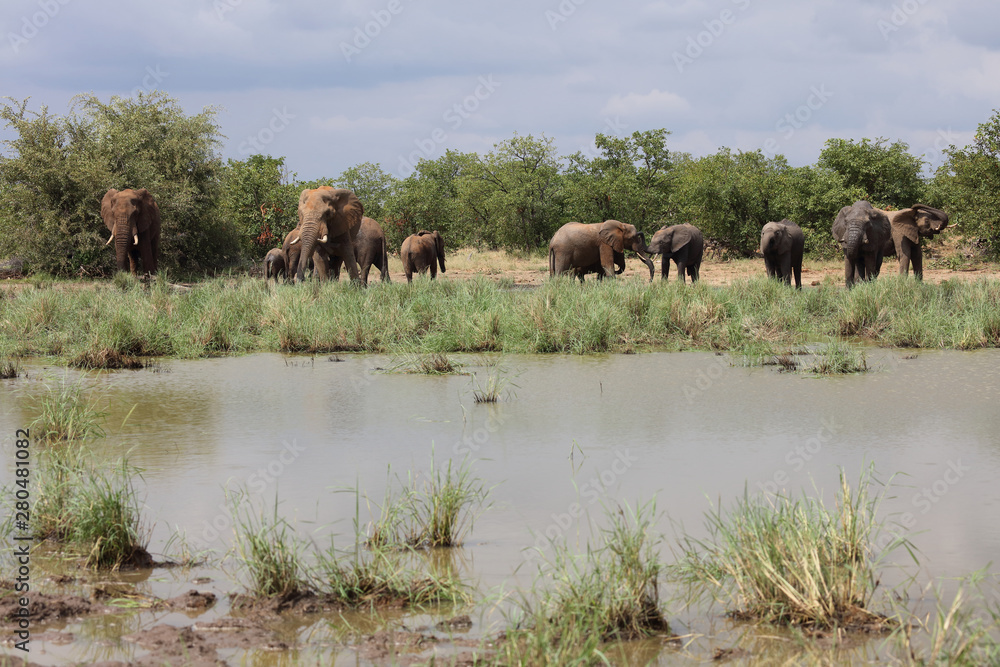 Obraz premium Afrikanischer Elefant / African elephant / Loxodonta africana