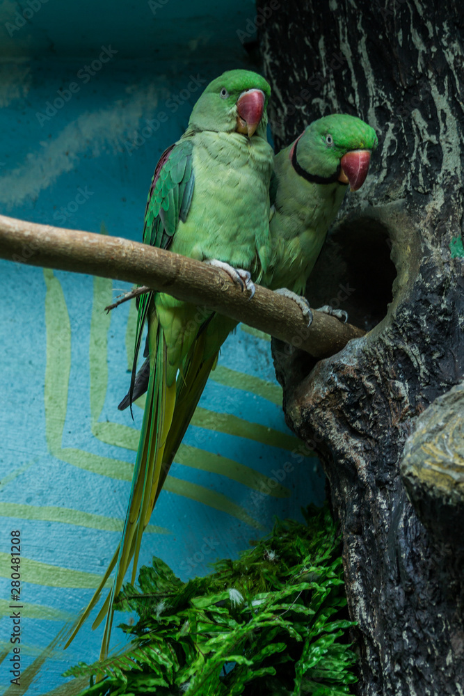 Two bird in nest hole. Nesting Rose-ringed Parakeet, Psittacula krameri,  beautiful parrot in the nature green forest habitat, Sri Lanka, Asia.  Parrot in the nest hole. Green parrots sitting on tree Stock
