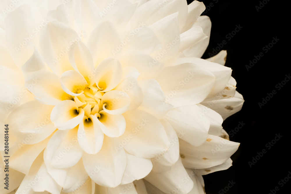 Details of white and yellow dahlia flower macro close up photography. Photo in colour emphasizing texture, contrast and the abstract intricate floral patterns against dark black background.