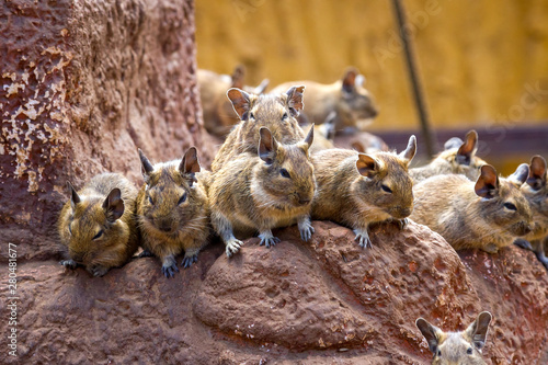 several cute degu are sitting on a rock