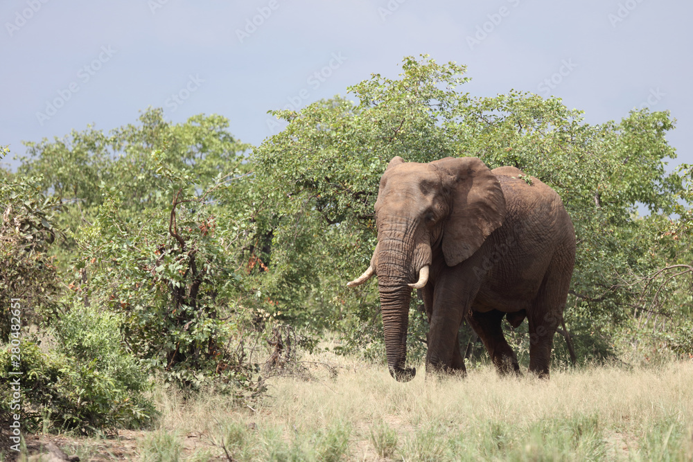 Afrikanischer Elefant / African elephant / Loxodonta africana Afrikanischer Elefant / African elephant / Loxodonta africana