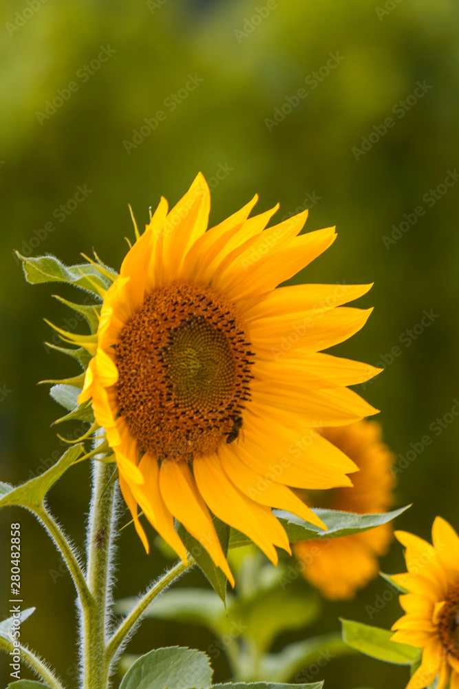 Sonnenblume (Helianthus annuus) Sonnenblume (Helianthus annuus)