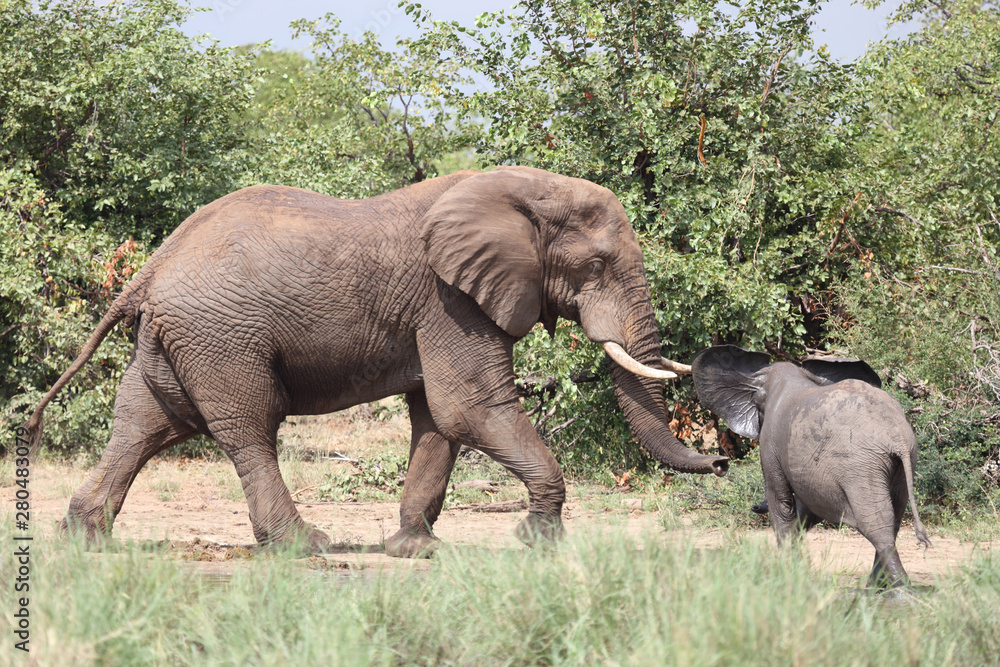 Fototapeta premium Afrikanischer Elefant / African elephant / Loxodonta africana