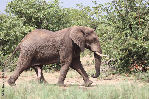 Afrikanischer Elefant   African elephant   Loxodonta africana