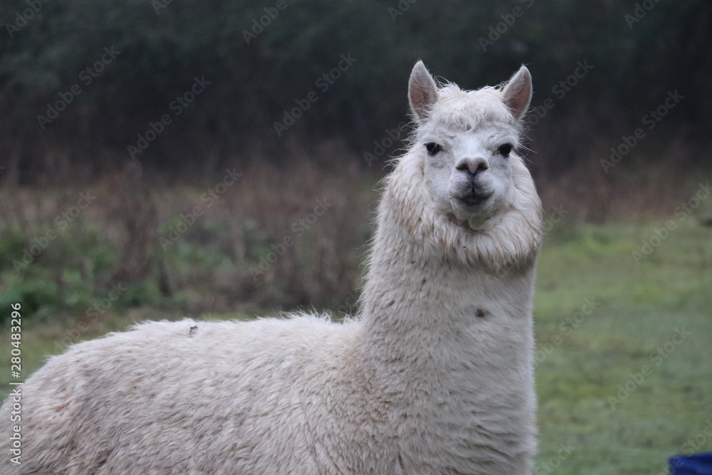 Fototapeta premium portrait of a lama