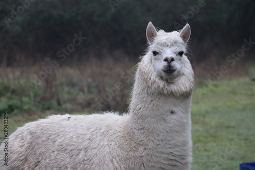 portrait of a lama