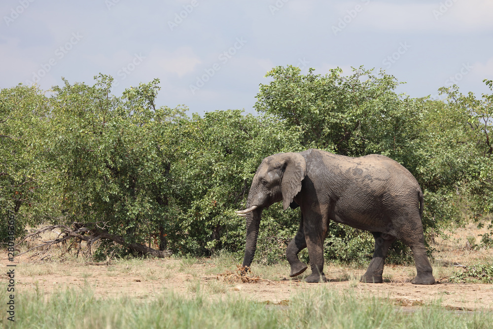 Afrikanischer Elefant / African elephant / Loxodonta africana Afrikanischer Elefant / African elephant / Loxodonta africana