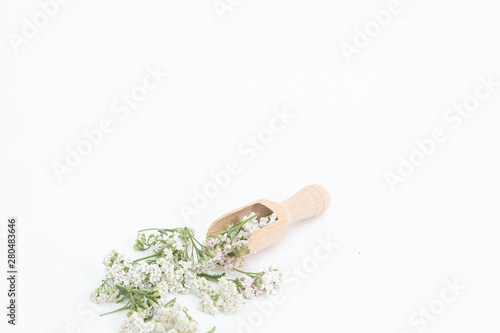Fresh Yarrows flowers on the white background