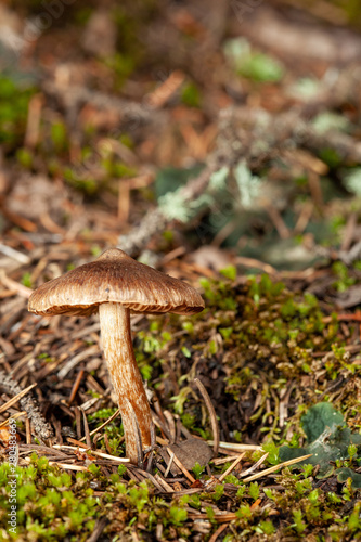 mushroom in the forest