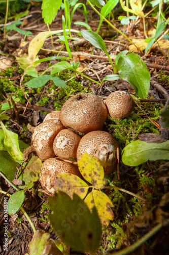 mushrooms in forest spreading spores
