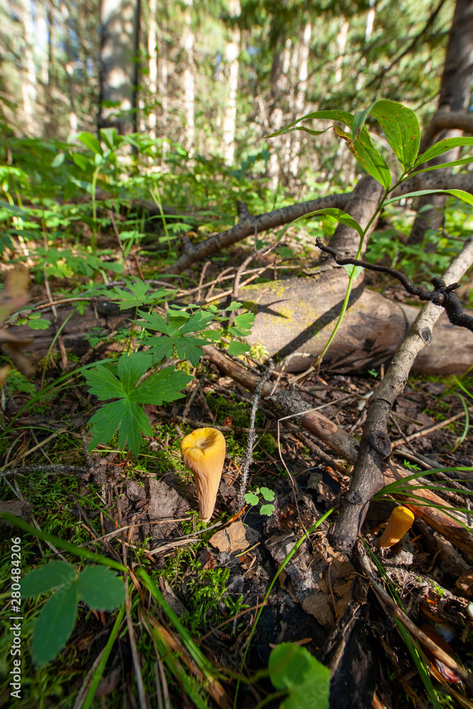 mushrooms in the forest mushrooms in the forest