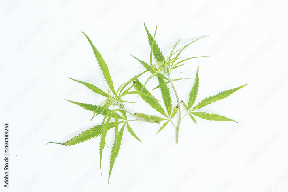 Fototapeta premium Fresh Hemp Leaves on the white background as a decoration