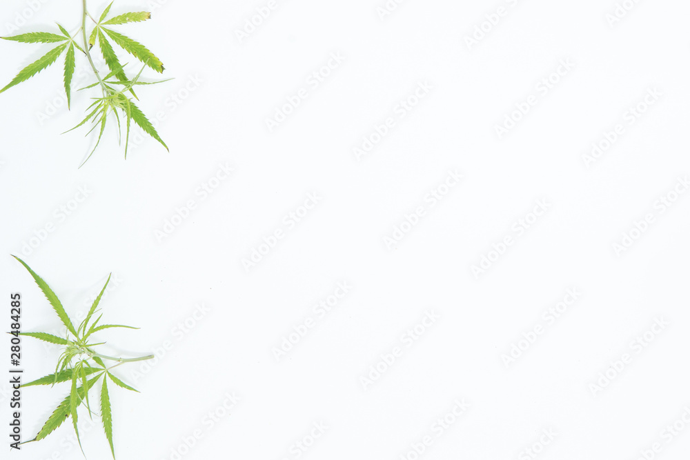 Fresh Hemp Leaves on the white background as a decoration