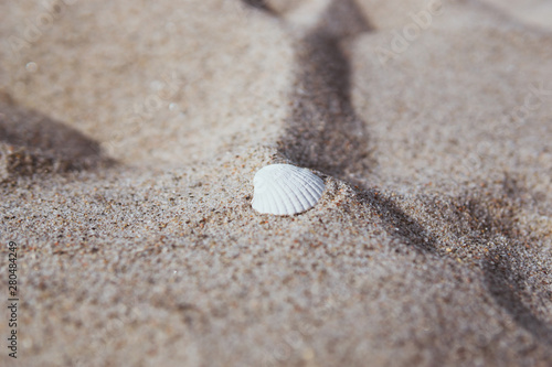 weiße Muschel im Sand