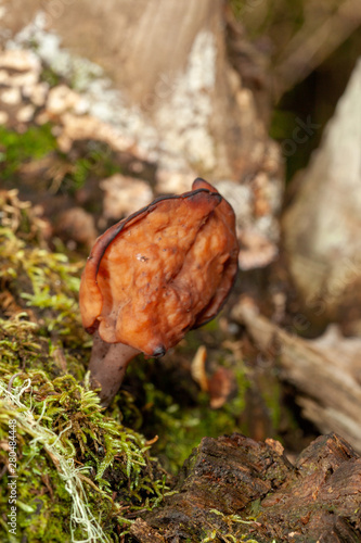 mushroom in the forest © Matthew