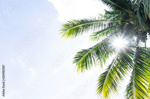 Summer time Coconut tree on blue sky Clouds on background, with copy space for your text..