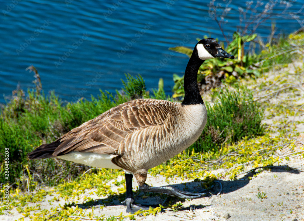 A closeup of a Canada Goose (Branta canadensis) waddling away from the water at the Bolsa Chica Ecological Reserve in Huntington Beach, California, USA. A closeup of a Canada Goose (Branta canadensis) waddling away from the water at the Bolsa Chica Ecological Reserve in Huntington Beach, California, USA.