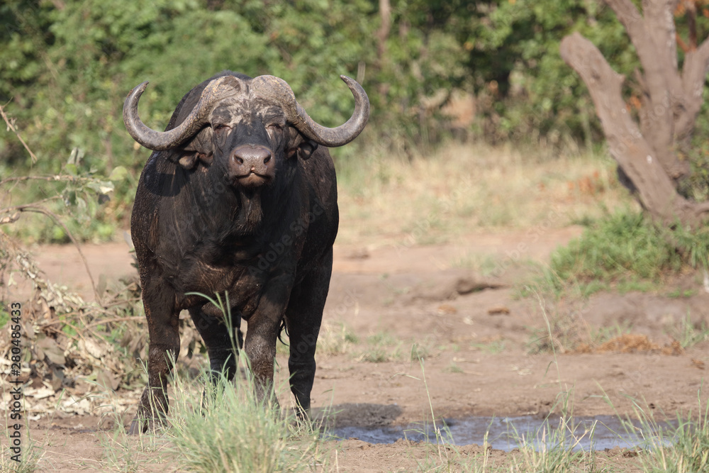 Kaffernbüffel / Buffalo / Syncerus caffer Kaffernbüffel / Buffalo / Syncerus caffer