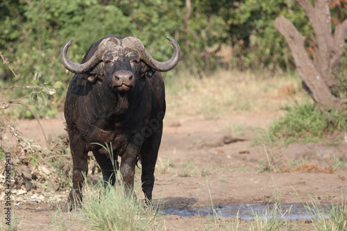 Kaffernbüffel / Buffalo / Syncerus caffer © Ludwig