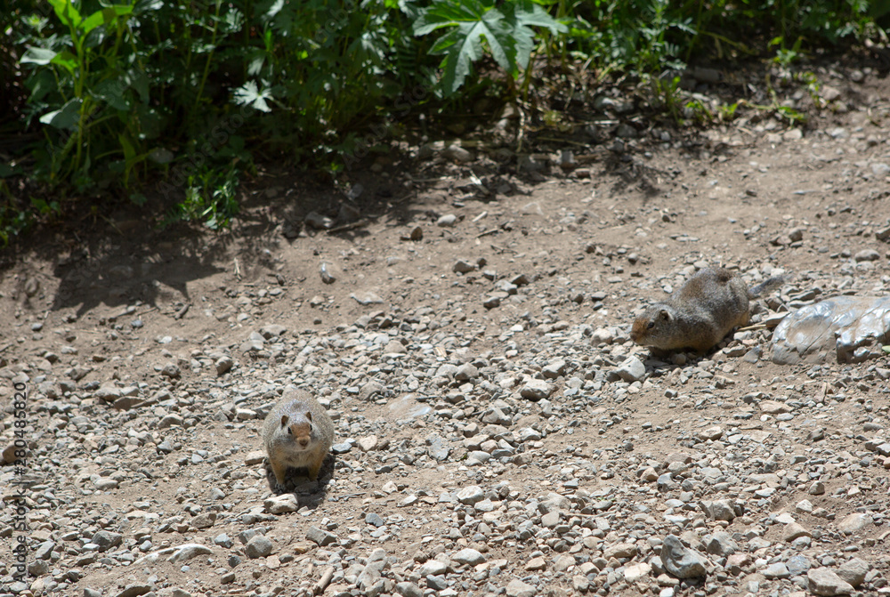 interaction with squirrels human love hands feed food to small animal interaction with squirrels human love hands feed food to small animal