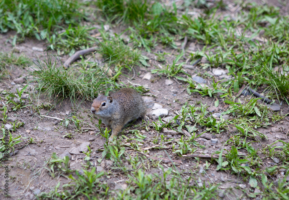 interaction with squirrels human love hands feed food to small animal interaction with squirrels human love hands feed food to small animal