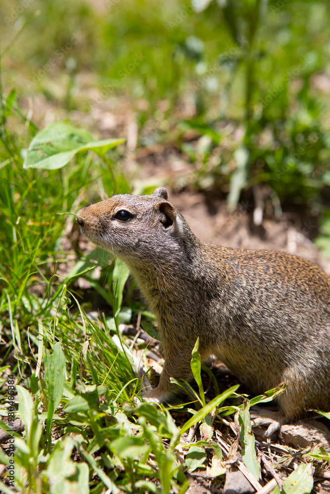 interaction with squirrels human love hands feed food to small animal interaction with squirrels human love hands feed food to small animal